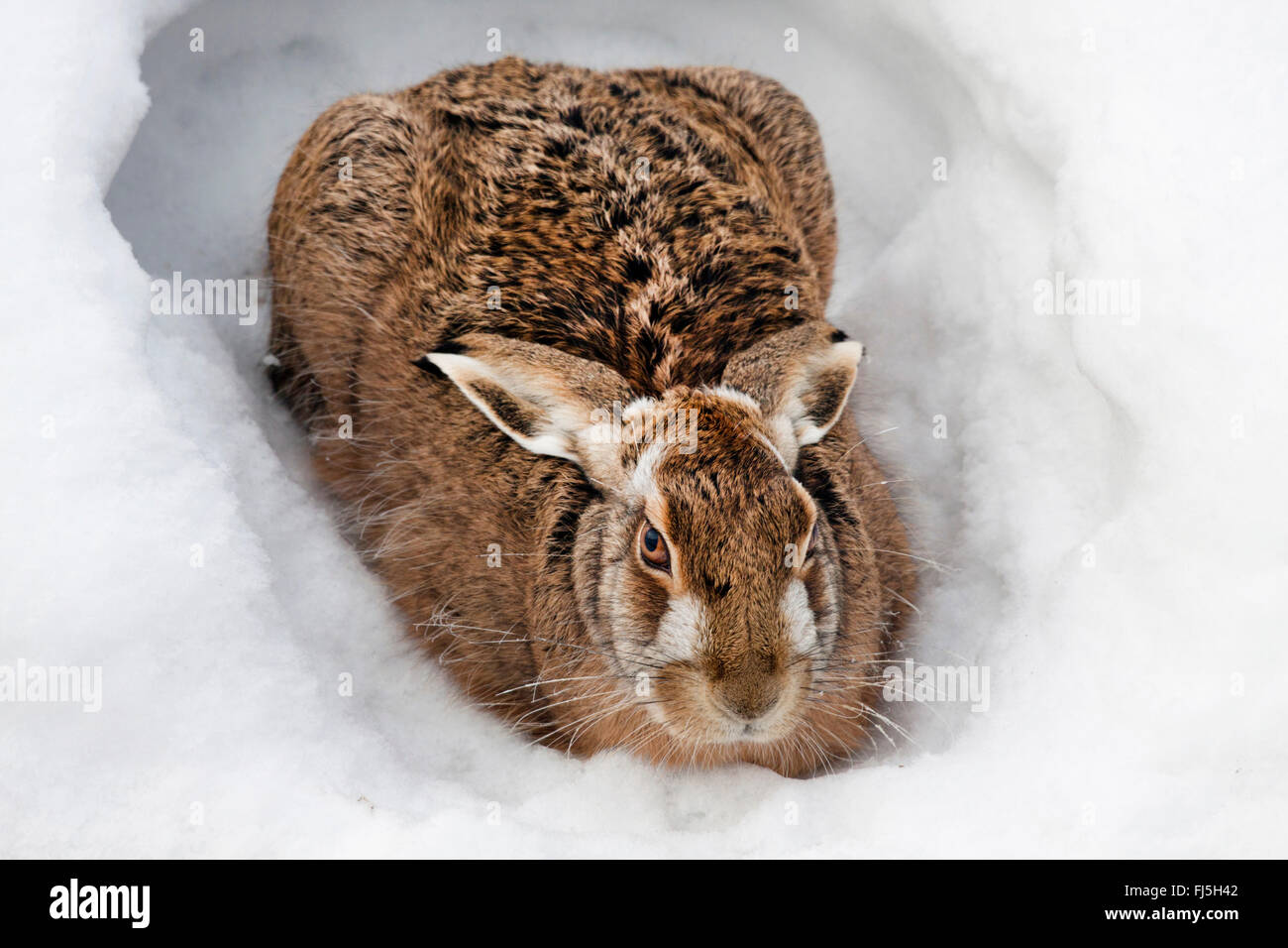 Lepre europea, Marrone lepre (Lepus europaeus), in fossa nella neve, Austria, Burgenland, Seewinkel Foto Stock