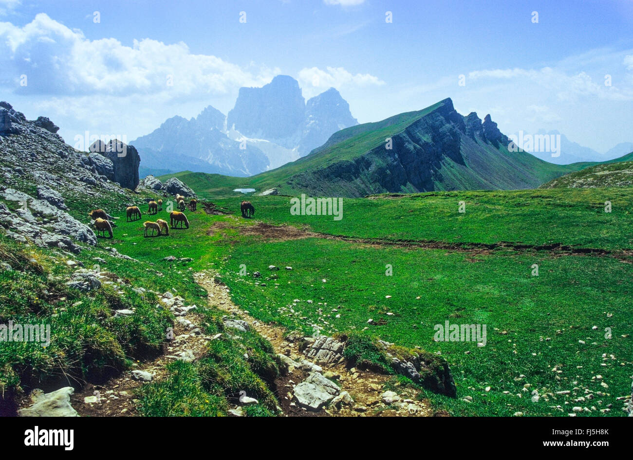 Semi-cavalli selvaggi di pascolare su pascolo alpino, il Monte Pelmo sullo sfondo, Italia, Alto Adige, Dolomiti Foto Stock