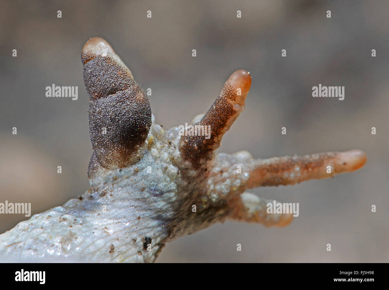 Il rospo verde, variegato toad (Bufo viridis), nuziale a sfera con un avampiede, GERMANIA Baden-Wuerttemberg Foto Stock