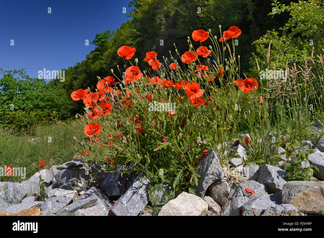 Comune di papavero, mais, papavero rosso papavero (Papaver rhoeas), fioritura di papaveri di mais su una pietra naturale heap, in Germania, in Baviera Foto Stock