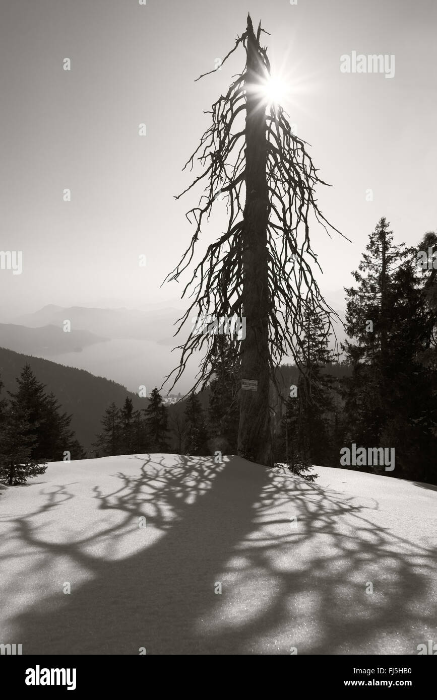 Struttura di scheletro con la sua ombra sulla neve retroilluminati da sole nelle Alpi Bavaresi sopra il Lago Walchensee in bianco e nero Foto Stock