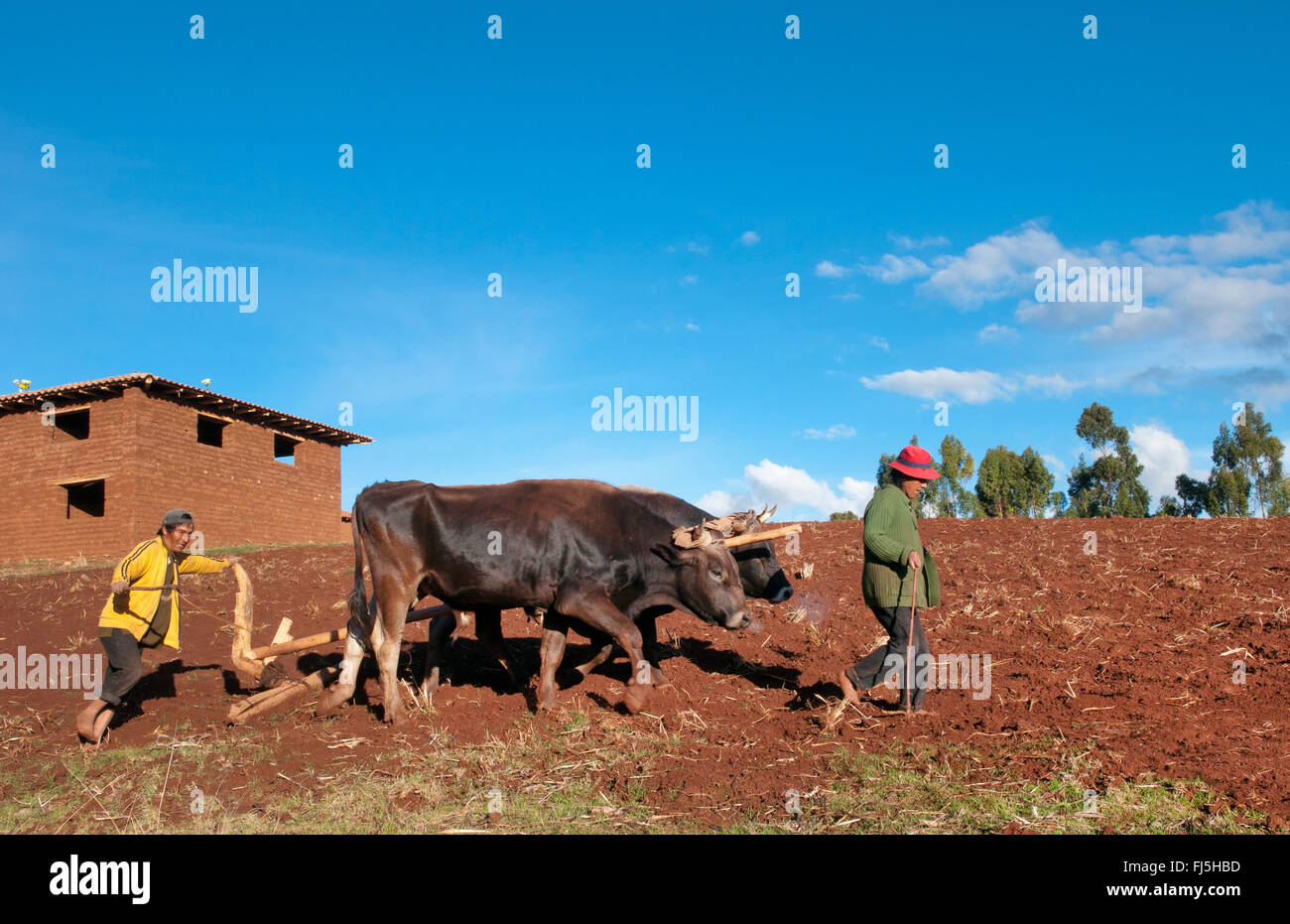 Piccola azienda agricola di famiglia lavorando nei campi della valle sacra città di Urubamba, Perù, fiume Urubamba Foto Stock