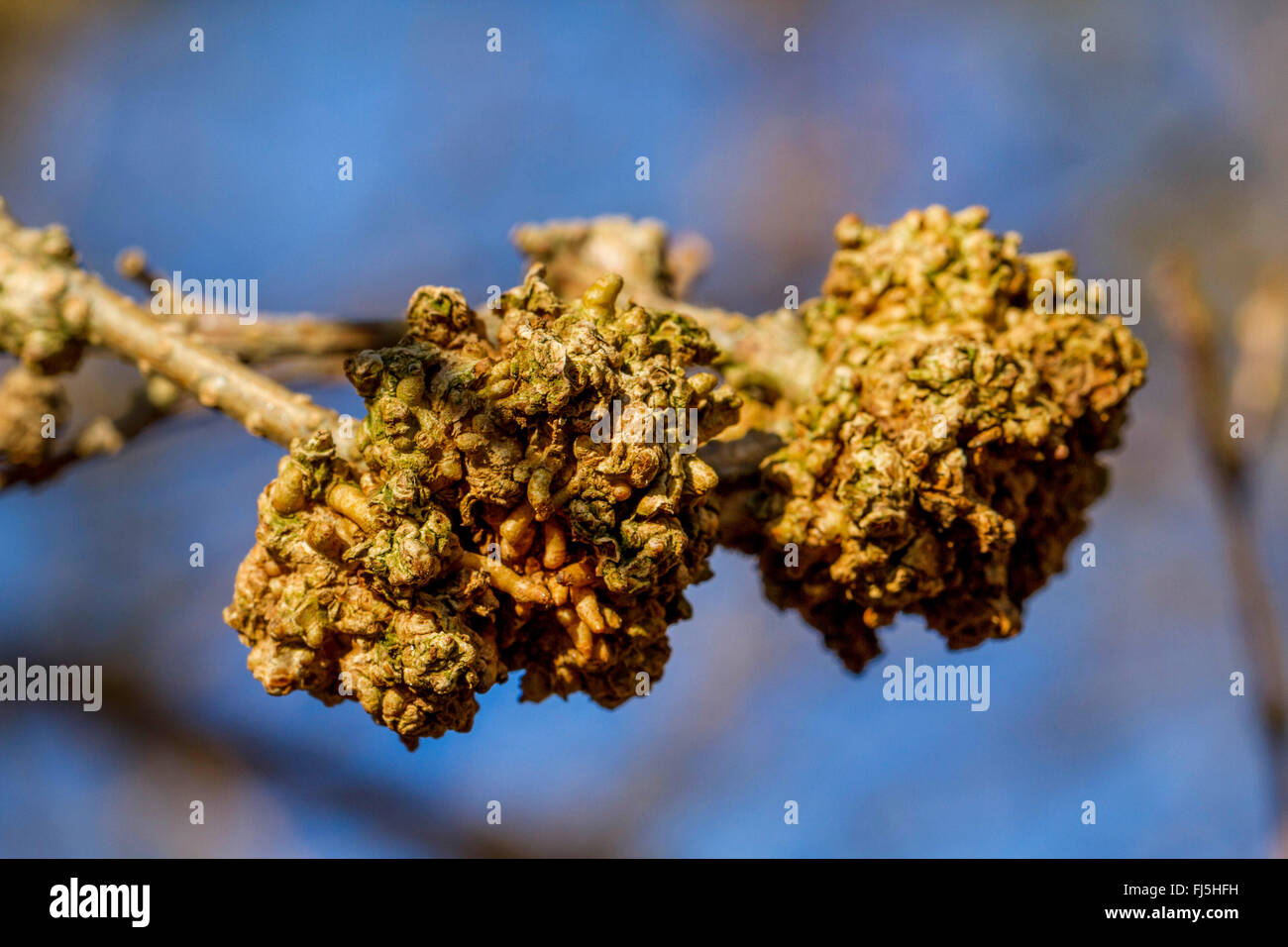 Di forsitia comune (coltivazione x intermedia, Forsitia intermedia), con fiele di batteri, Rhodococcus fascians, Germania, Meclemburgo-Pomerania Occidentale Foto Stock