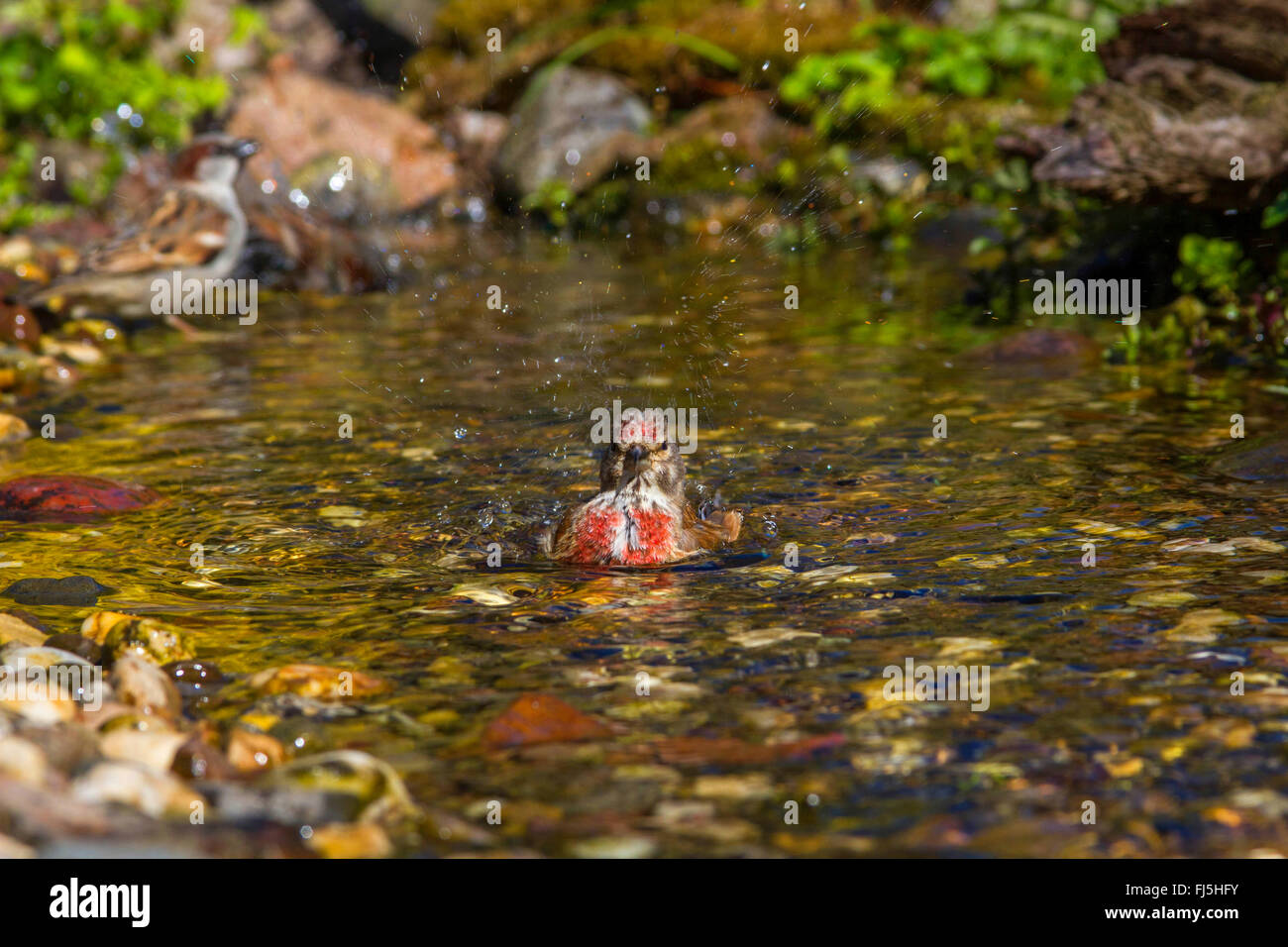 Linnet (Carduelis cannabina, Acanthis cannabina), maschio a fare il bagno in un ruscello, Germania, Meclemburgo-Pomerania Occidentale Foto Stock