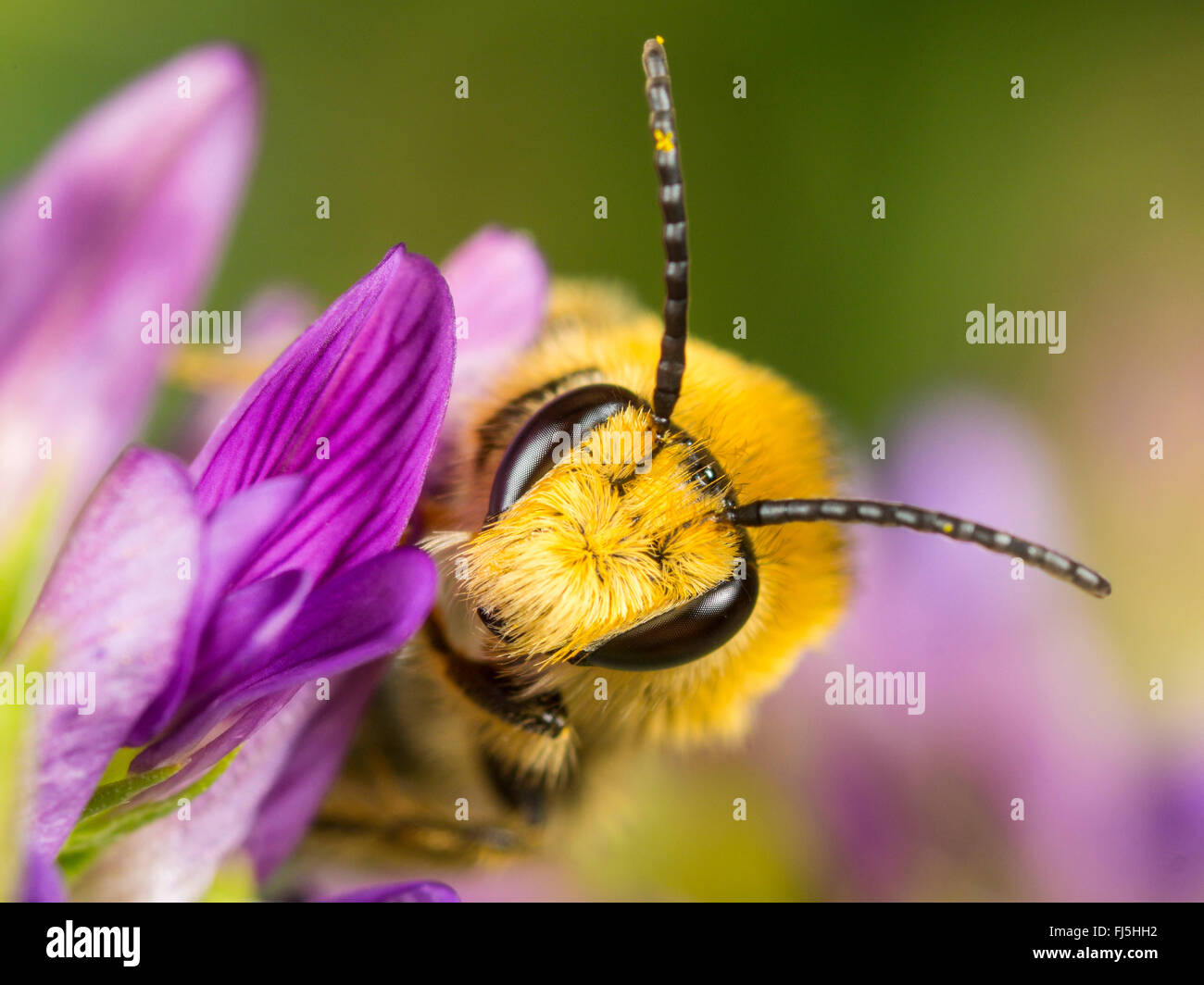Trifoglio (Melitta Melitta leporina), maschio rovistando su erba medica (Medicago sativa), Germania Foto Stock