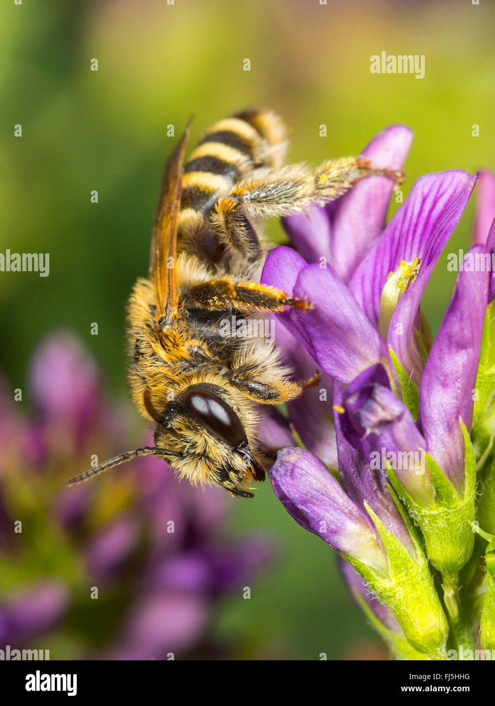 Trifoglio (Melitta Melitta leporina), Femmina rovistando su erba medica (Medicago sativa), Germania Foto Stock