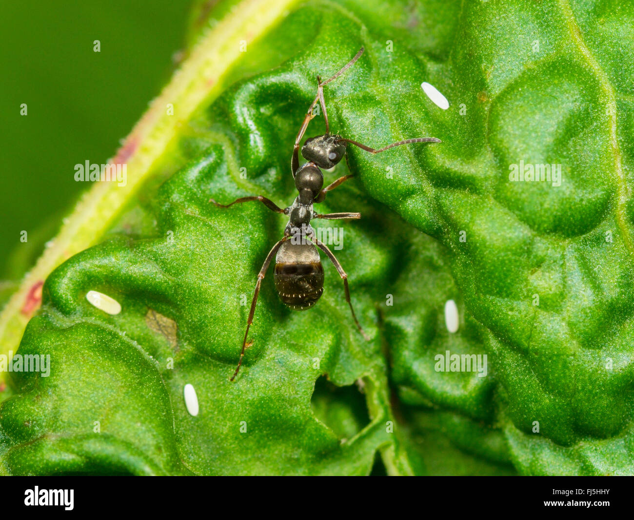 Hoverfly lungo (Sphaerophoria scripta), uova accanto a un afide di colonia su una foglia di di latifoglie (Dock Rumex obtusifolius) - togetther con una formica, Germania Foto Stock