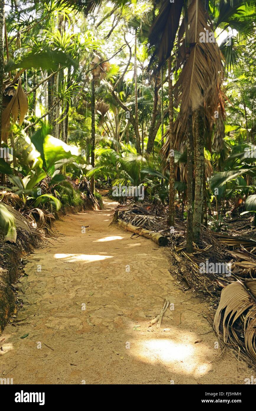 Percorsi e vegetazione a La Vallee de Mai National Park, Seychelles, Praslin, Vallee de Mai Parco Nazionale Foto Stock