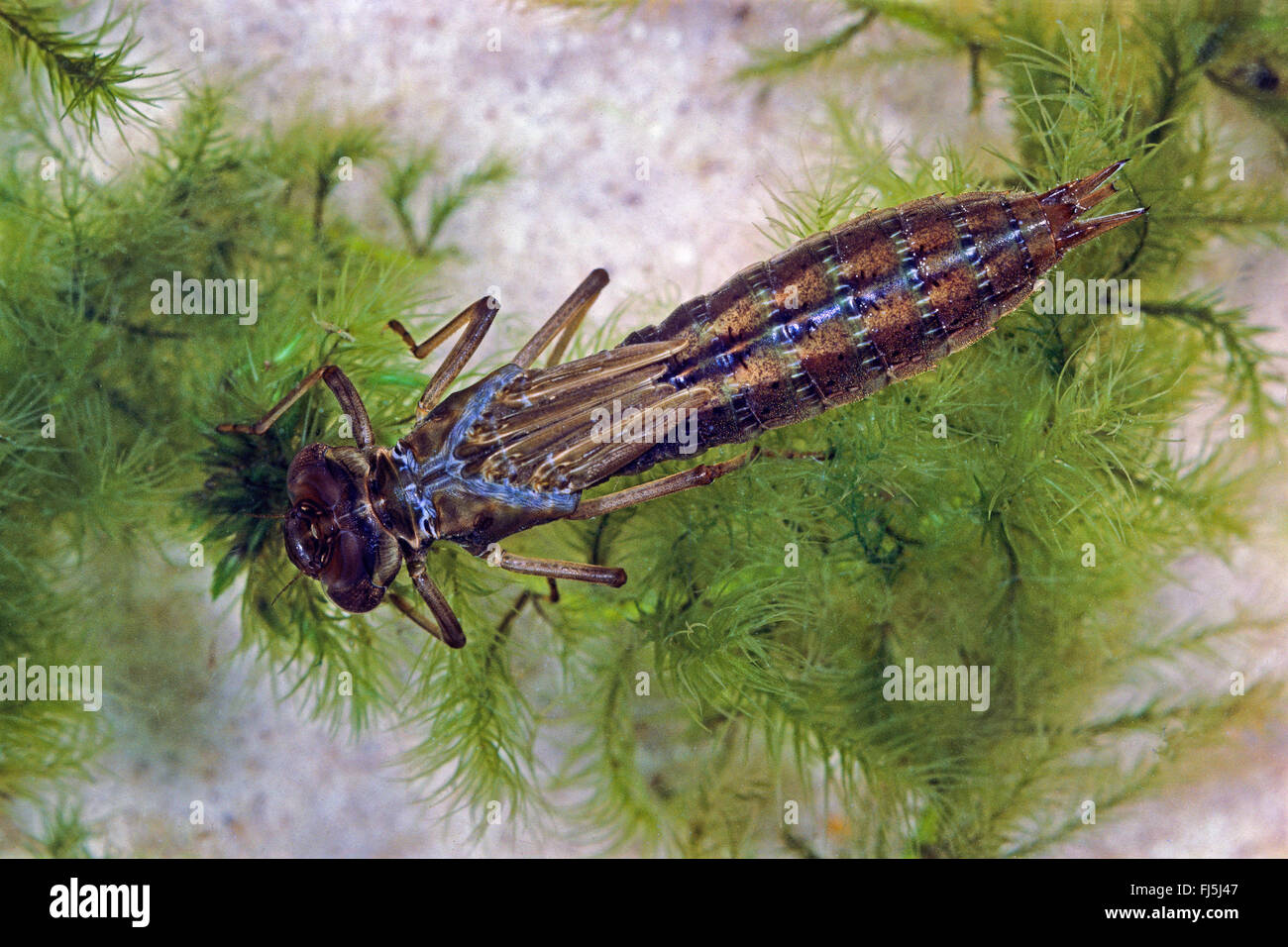 Aeshna comune, comune hawker (Aeshna juncea), larva acquatica, Germania Foto Stock