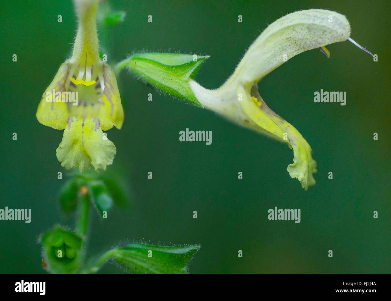 Hardy sage, Sticky salvia (Salvia glutinosa), fiori, in Germania, in Baviera, Alta Baviera, Baviera superiore Foto Stock