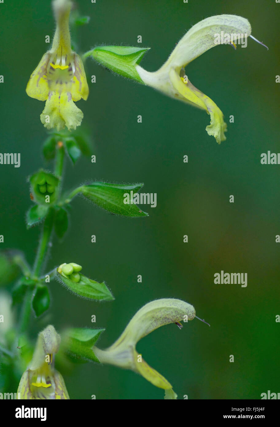 Hardy sage, Sticky salvia (Salvia glutinosa), fiori, in Germania, in Baviera, Alta Baviera, Baviera superiore Foto Stock