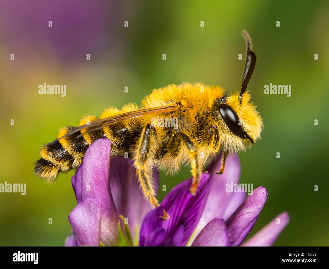 Trifoglio (Melitta Melitta leporina), maschio rovistando su erba medica (Medicago sativa), Germania Foto Stock