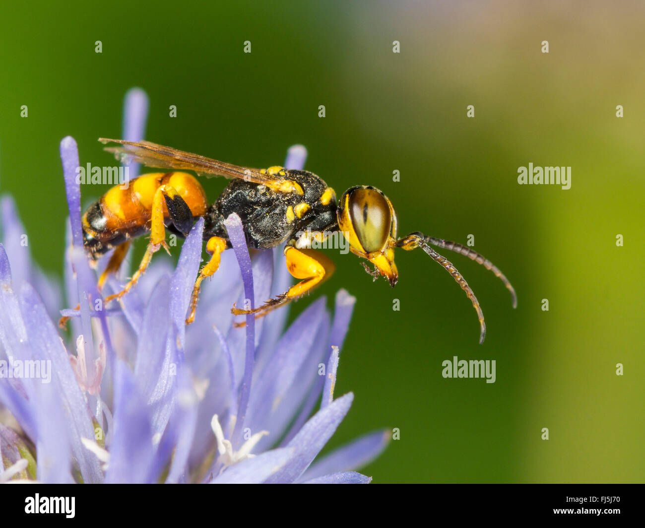 Digger wasp (Dinetus pictus), maschio con le pecore Bit Scabious (Jasione montana), Germania Foto Stock