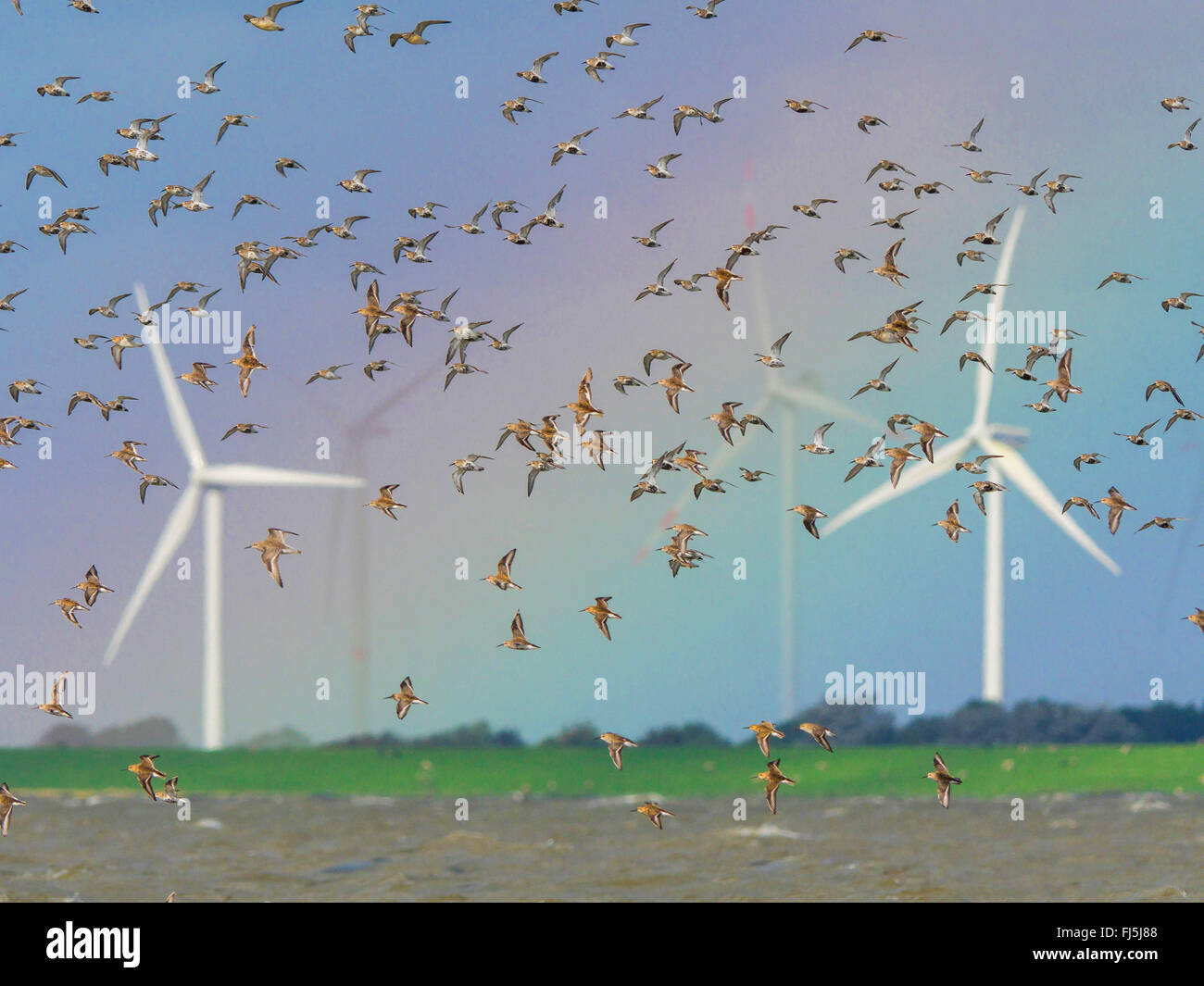 Dunlin (Calidris alpina), stormo di uccelli con dunlins, nodi rosso e grigio plover, Germania, Schleswig-Holstein, Schleswig-Holstein il Wadden Sea National Park Foto Stock