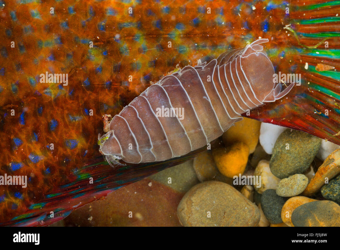 Pesce-flea, pidocchio del pesce, pesce parassita isopod (Anilocra spec.), parasitizing su un wrasse Foto Stock