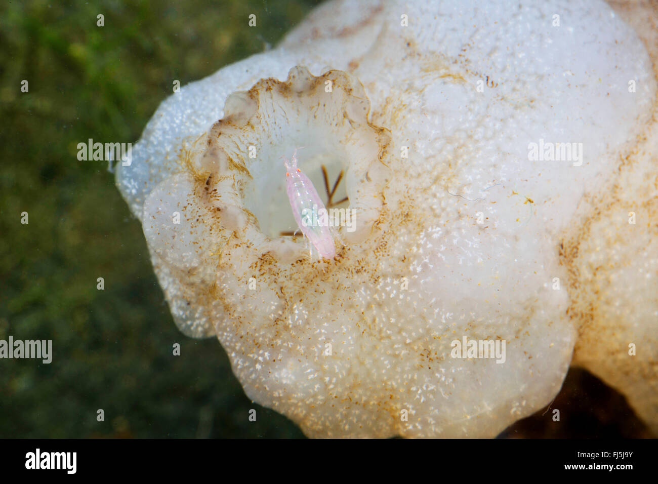Commensali Amphipod (Leucothoe spinicarpa, Gammarus spinicarpa, Leucothoe articulata), vive dentro un ascidia Foto Stock