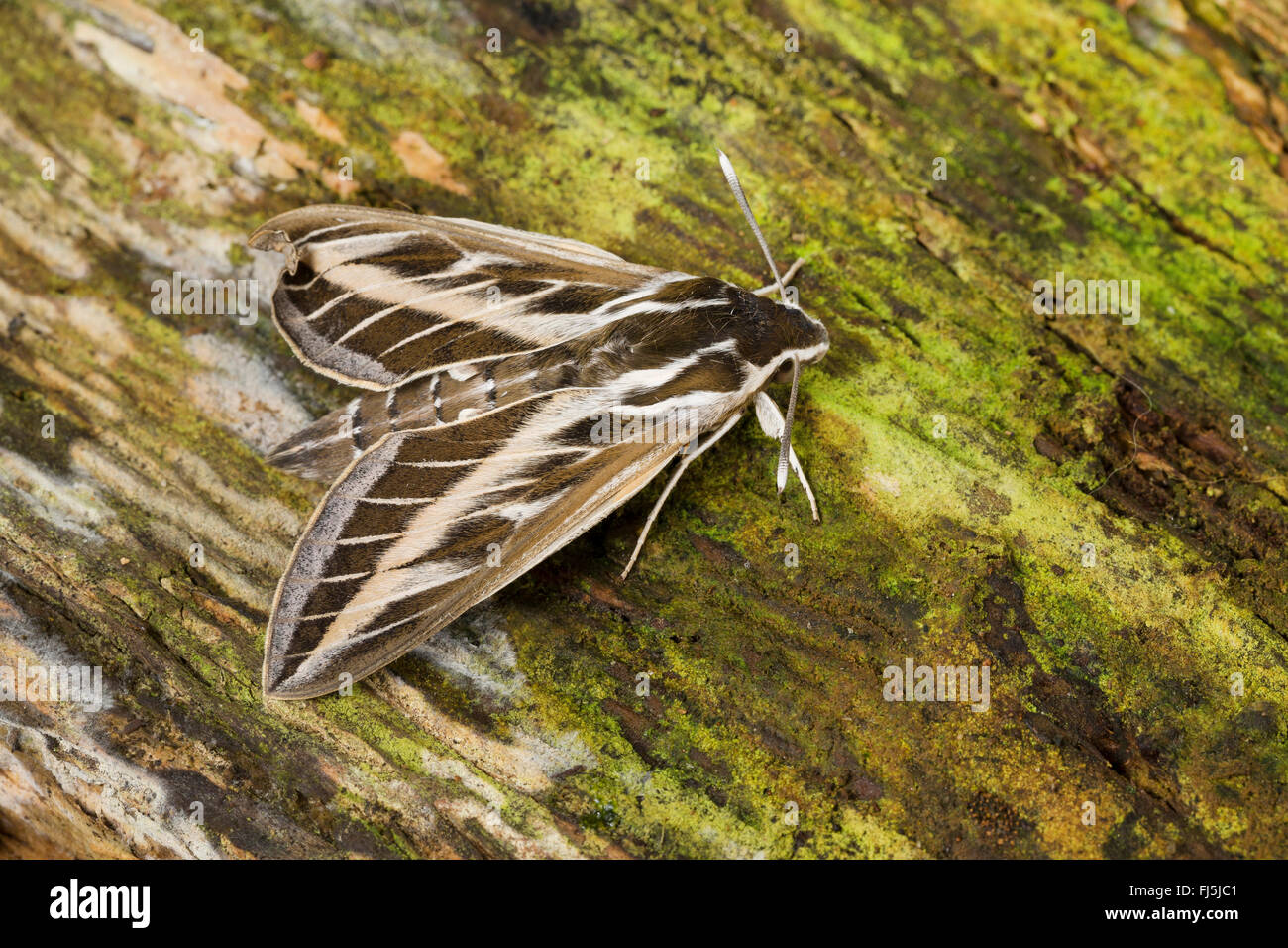 Striped Hawk-moth, Striped Hawkmoth (Hyles livornica, Hyles lineata, Celerio livornica, Celerio lineata), sulla corteccia, Germania Foto Stock
