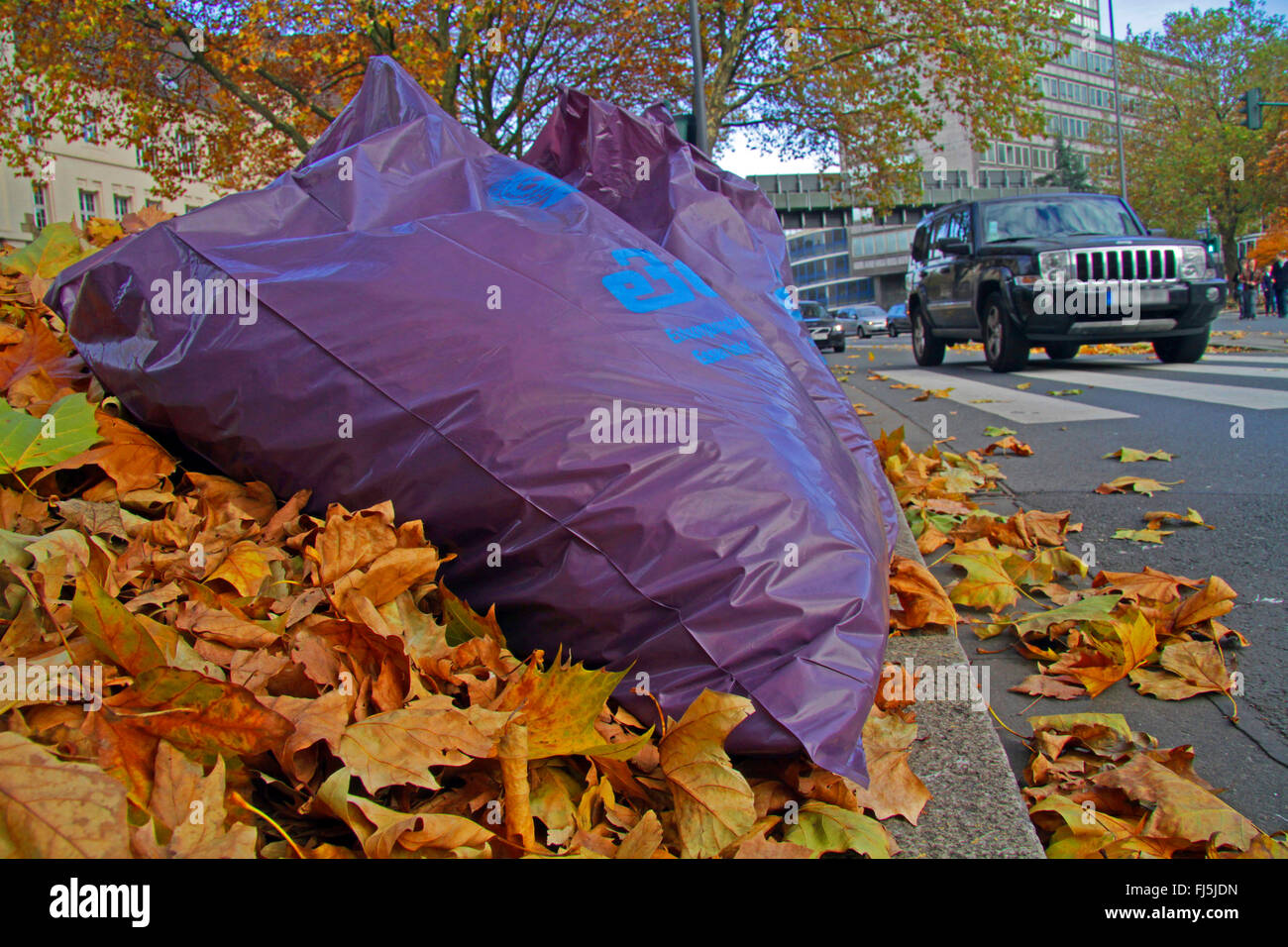 Piano europeo, acero-lasciato piano piano Londra, Londra planetree (Platanus hispanica, Platanus x hybrida, Platanus hybrida, platanus acerifolia), foglie di autunno e sacchi di foglie presso la banchina, Germania Foto Stock