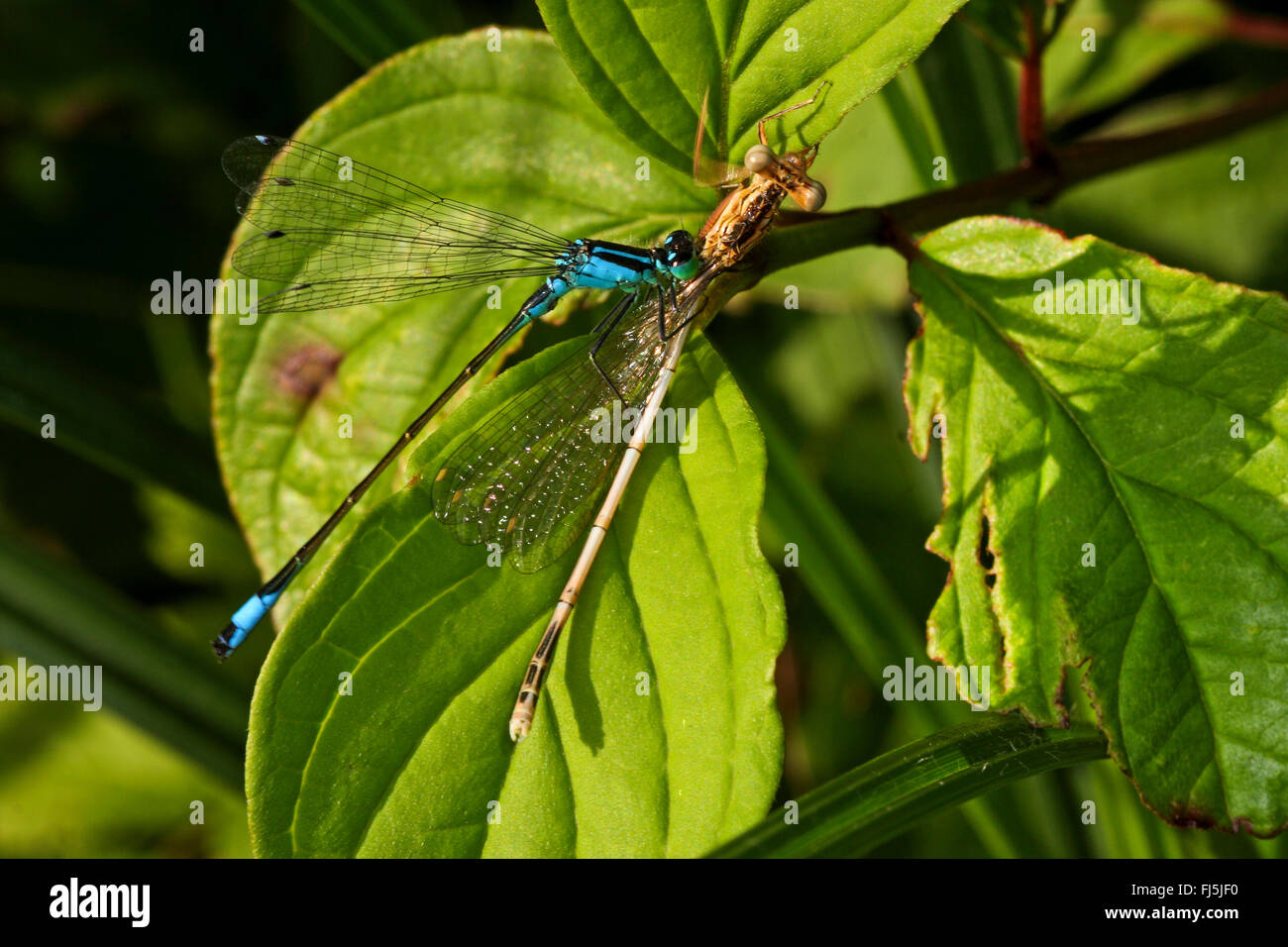 Ischnura comune, blu-tailed damselfly (Ischnura elegans), catturati a stretta damselfly alato, alimenta il suo addome, Germania Foto Stock