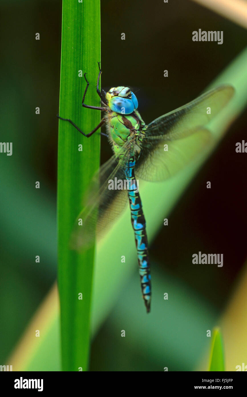 Green Hawker (Aeshna viridis, Aeschna viridis), maschio, Germania Foto Stock