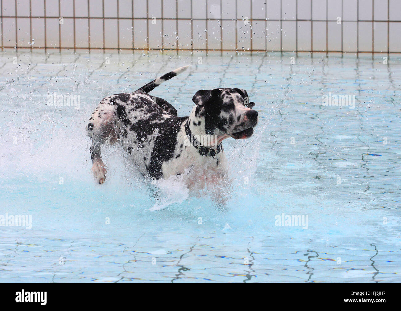 Alano (Canis lupus f. familiaris), Arlecchino Alano in esecuzione attraverso l acqua in una piscina bagno, Germania Foto Stock