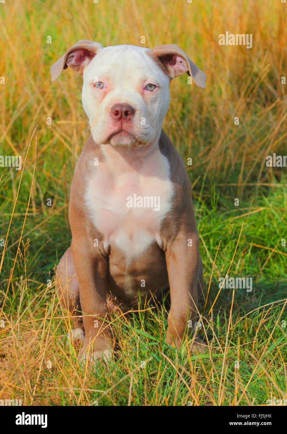 Olde English Bulldog (Canis lupus f. familiaris), dodici più deboli vecchio cucciolo seduto in un prato, Germania Foto Stock