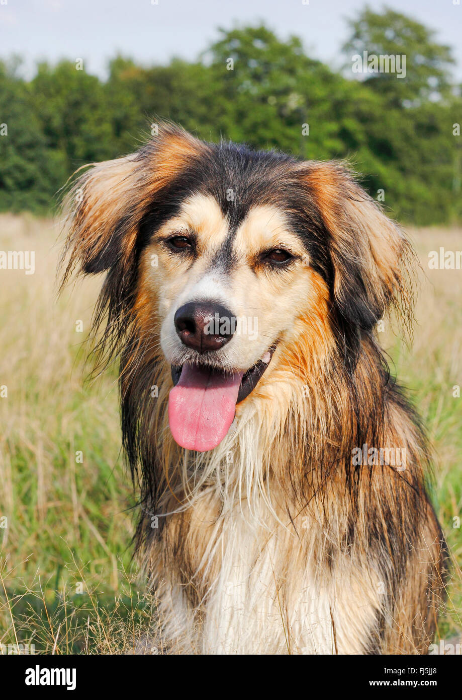 Razza cane (Canis lupus f. familiaris), tre anni Siberian Husky Malamute razza mista, ritratto, Germania Foto Stock