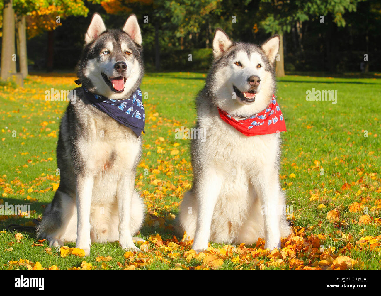 Alaskan Malamute (Canis lupus f. familiaris), Siberian Husky Malamute razza mista e Alaskan Malamute sedersi in un prato con foglie di autunno, Germania Foto Stock