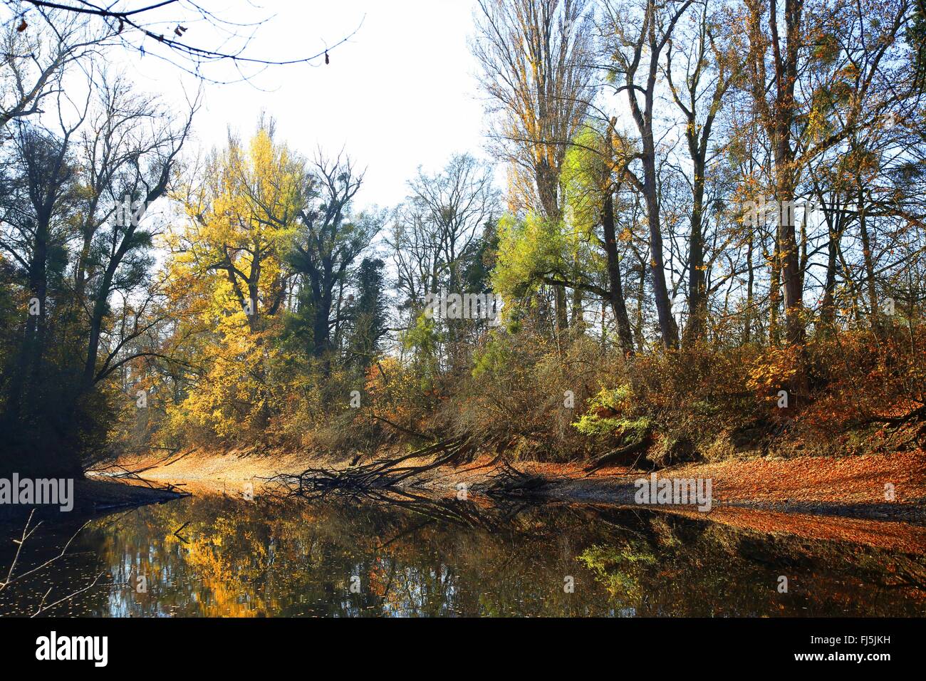 Floodplain in autunno, GERMANIA Baden-Wuerttemberg Foto Stock