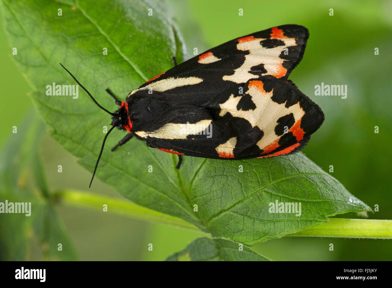 Legno tiger (Parasemia plantaginis, Phalaena plantaginis), su una foglia, Germania Foto Stock