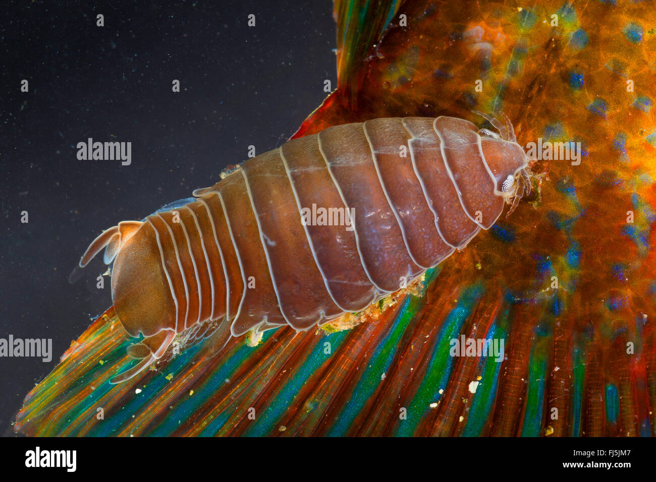 Pesce-flea, pidocchio del pesce, pesce parassita isopod (Anilocra spec.), parasitizing su un wrasse Foto Stock