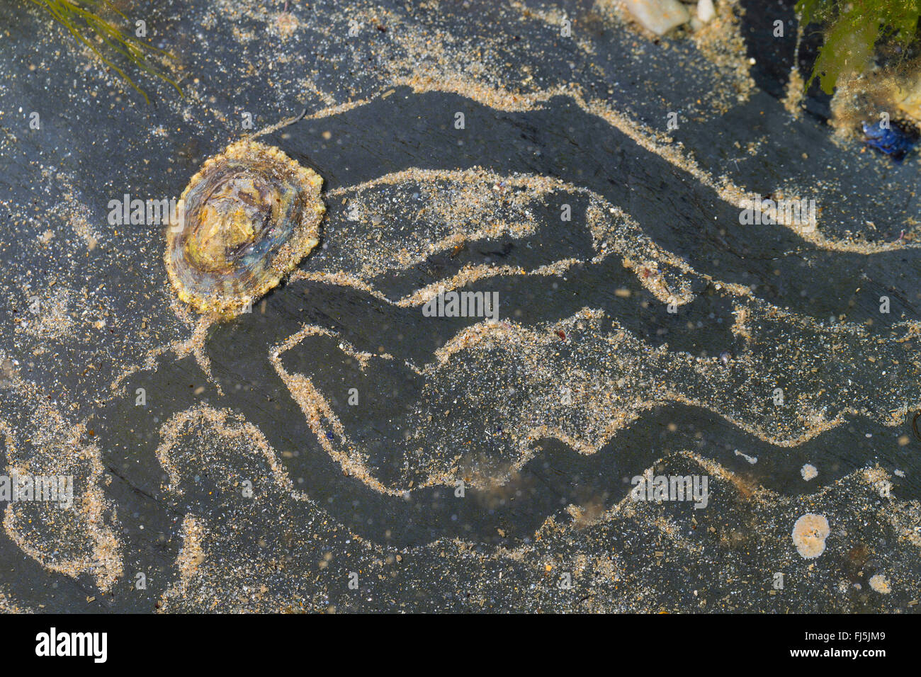 Patelle, vero limpet (rotula spec.), su una roccia a bassa marea Foto Stock