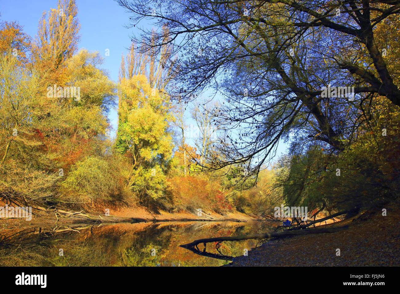 Floodplain in autunno, GERMANIA Baden-Wuerttemberg Foto Stock