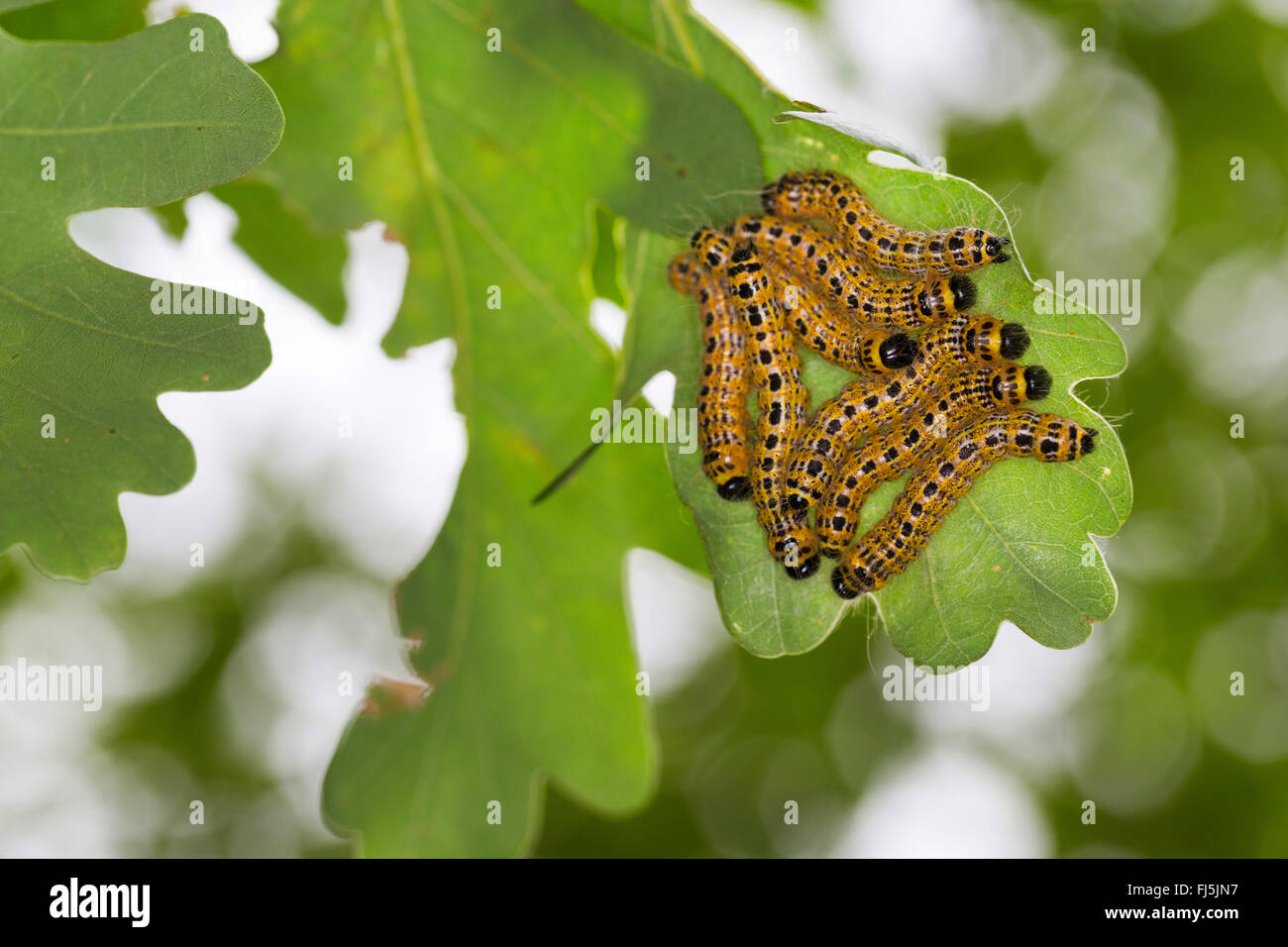 Buff-punta moth, Buff punta (caterpillar Phalera bucephala), bruchi su una foglia di quercia, Germania Foto Stock