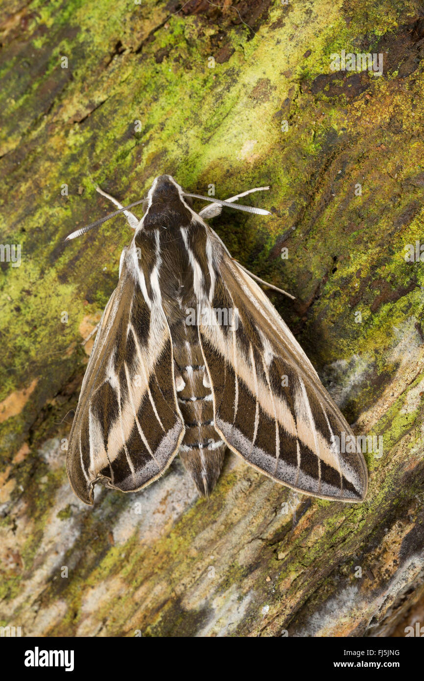 Striped Hawk-moth, Striped Hawkmoth (Hyles livornica, Hyles lineata, Celerio livornica, Celerio lineata), sulla corteccia, Germania Foto Stock