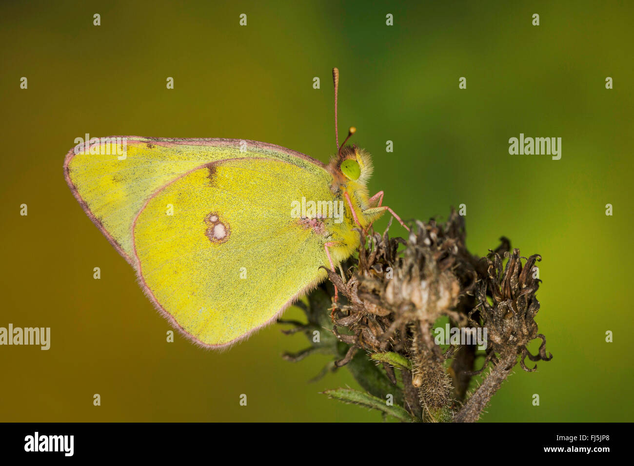 Offuscato pallido giallo (Colias hyale), su un fiori appassiti, Germania Foto Stock