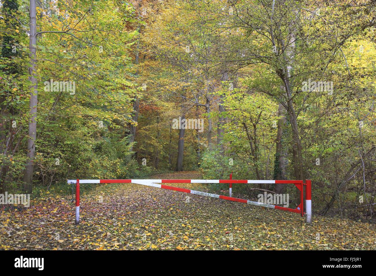 Barriera in autunno boschi, GERMANIA Baden-Wuerttemberg Foto Stock