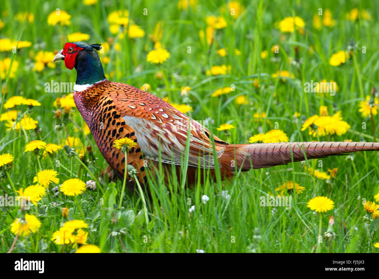 Il fagiano comune, Caucaso, Fagiano Fagiano caucasico (Phasianus colchicus), maschio in un prato con la fioritura di tarassaco, Germania Foto Stock