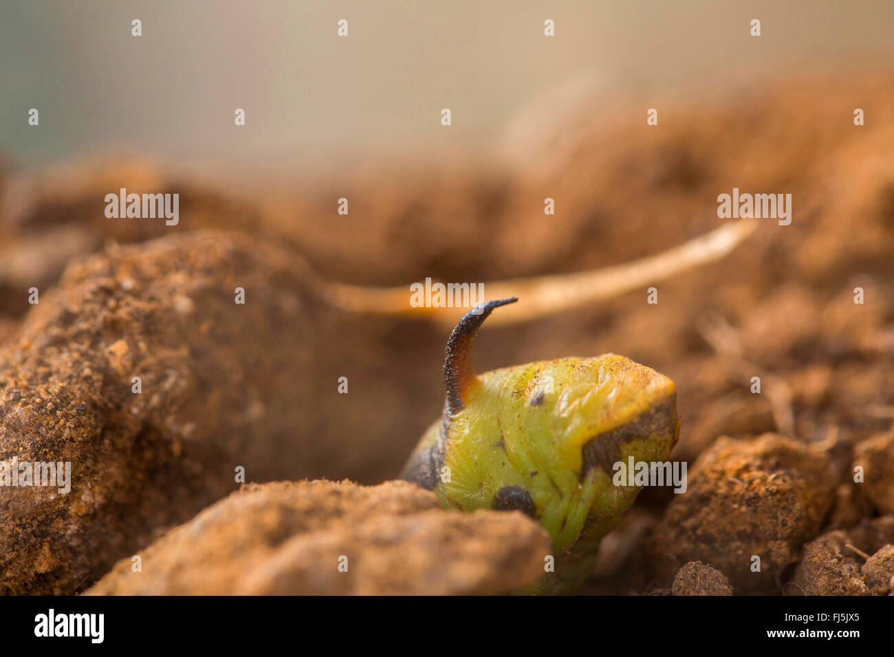 Convolvulus hawkmoth, gloria di mattina sphinx moth (Agrius convolvuli, Herse convolvuli Sphinx convolvuli), Caterpillar quasi completamente scavati nel terreno per pupation, in Germania, in Baviera Foto Stock