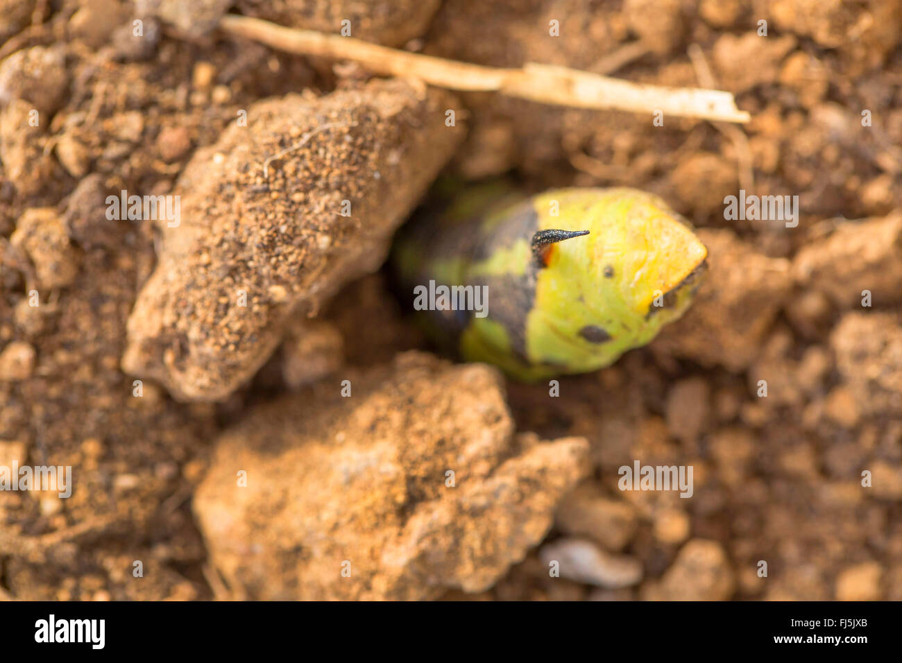 Convolvulus hawkmoth, gloria di mattina sphinx moth (Agrius convolvuli, Herse convolvuli Sphinx convolvuli), Caterpillar di scavare nel terreno per pupation, in Germania, in Baviera Foto Stock