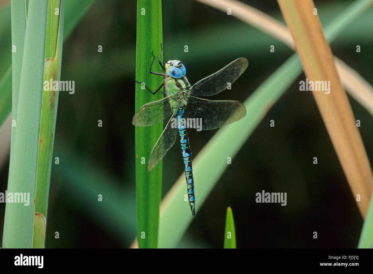 Green Hawker (Aeshna viridis, Aeschna viridis), maschio, Germania Foto Stock