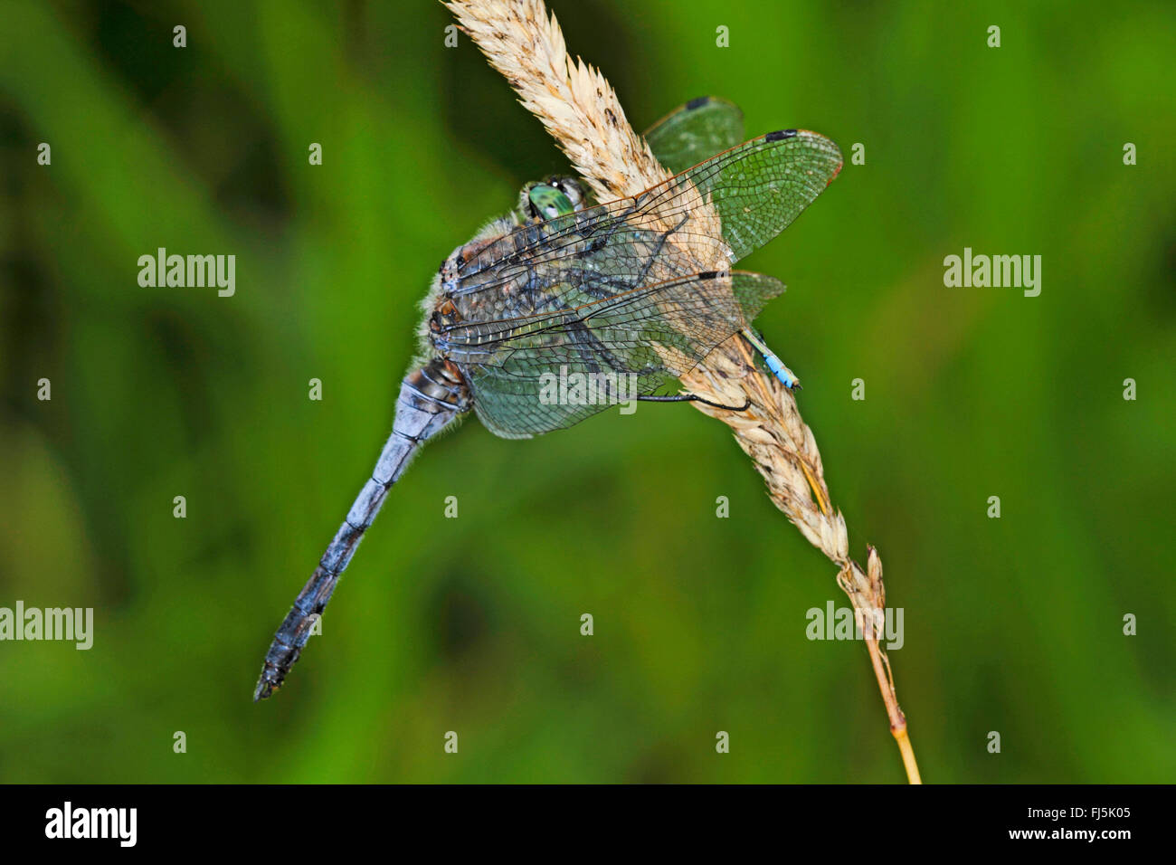Nero-tailed skimmer (Orthetrum cancellatum), maschio alimenta stretta damselfly alato, Germania Foto Stock