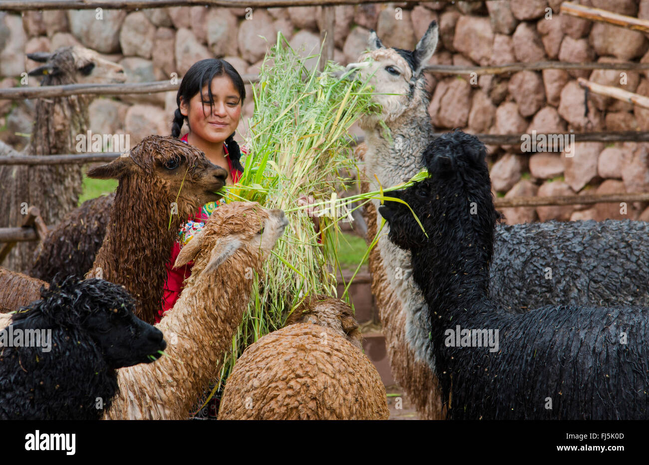 Llama (Lama glama), giovane donna in abiti tradizionali di alimentazione di un gruppo lama, Perù Foto Stock