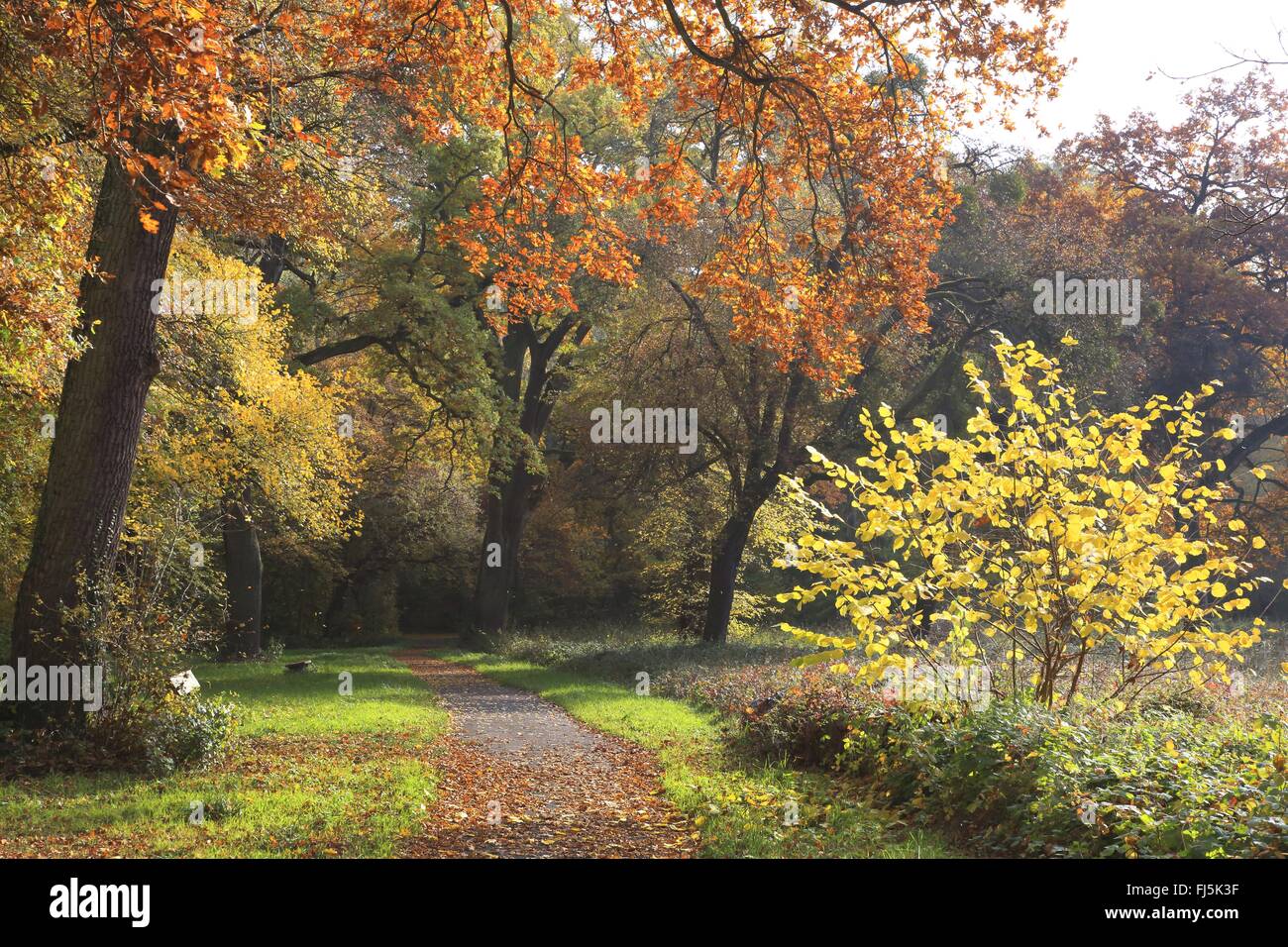 Percorso attraverso un parco in autunno, GERMANIA Baden-Wuerttemberg, Mannheim Foto Stock