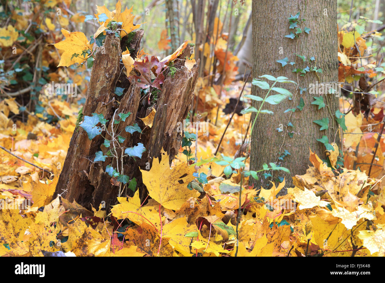 Floodplain Bosco in autunno di edera e foglie di acero, GERMANIA Baden-Wuerttemberg Foto Stock