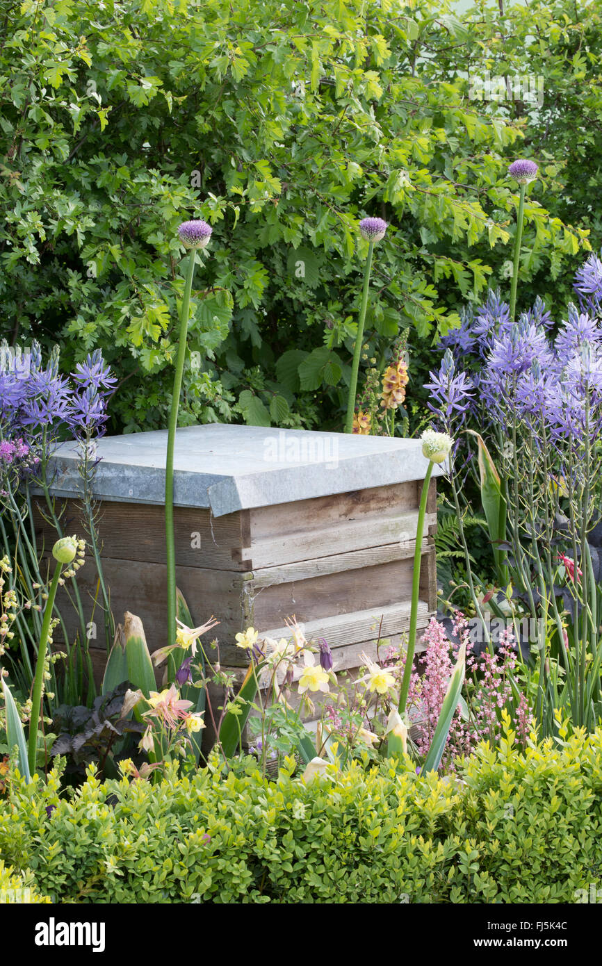 Un piccolo giardino urbano, ideale per la fauna selvatica, con alveare in un fiore Letto per api che piantano di Alliums - Camassia leichtlinii Inghilterra REGNO UNITO Foto Stock