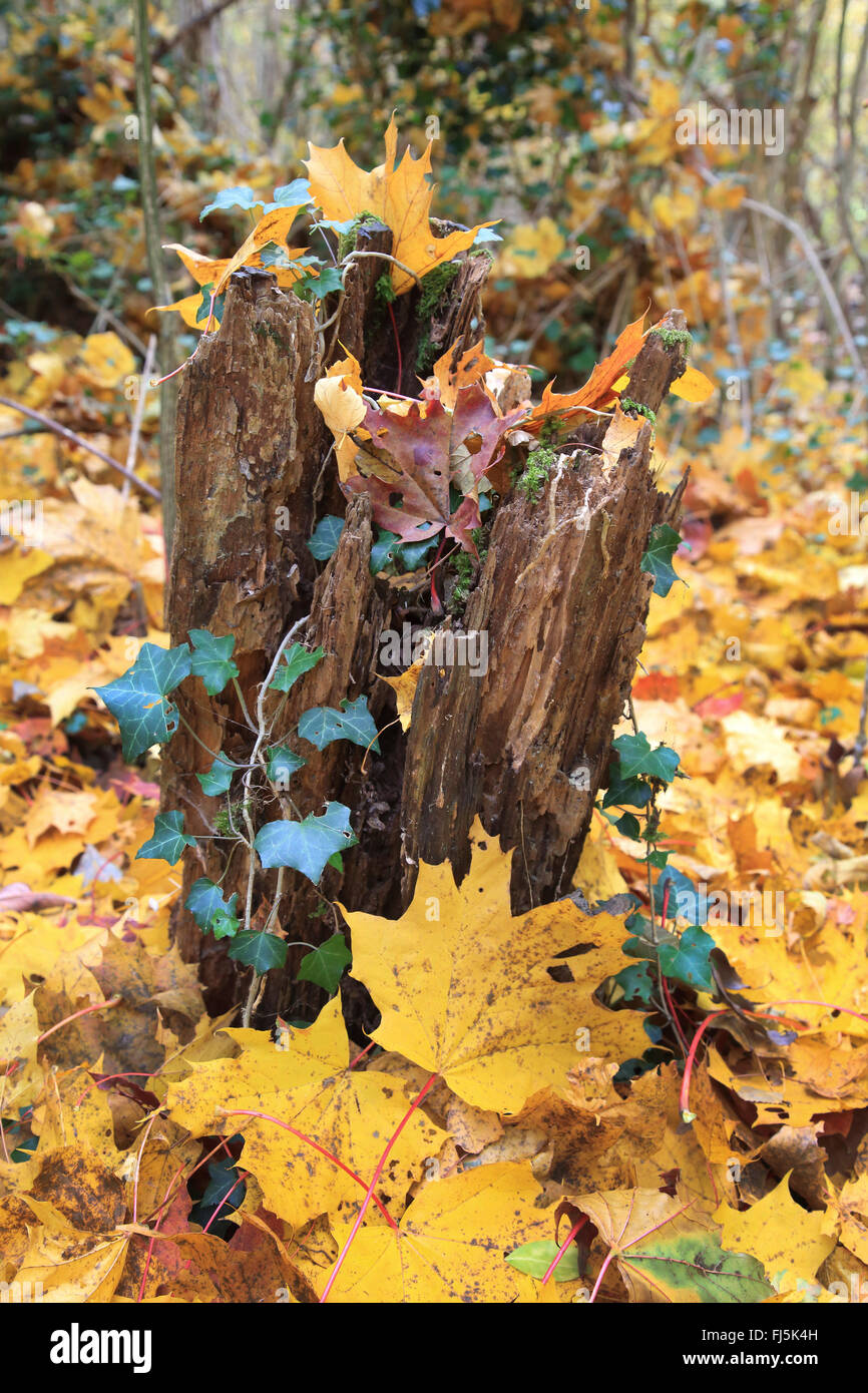 Floodplain Bosco in autunno di edera e foglie di acero, GERMANIA Baden-Wuerttemberg Foto Stock