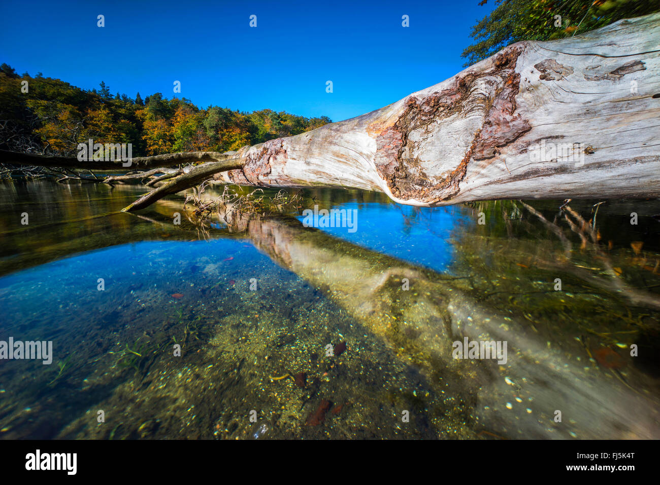 Albero caduto alla riva del lago, in Germania, il Land Brandeburgo, Stechlin, Neuglobsow Foto Stock