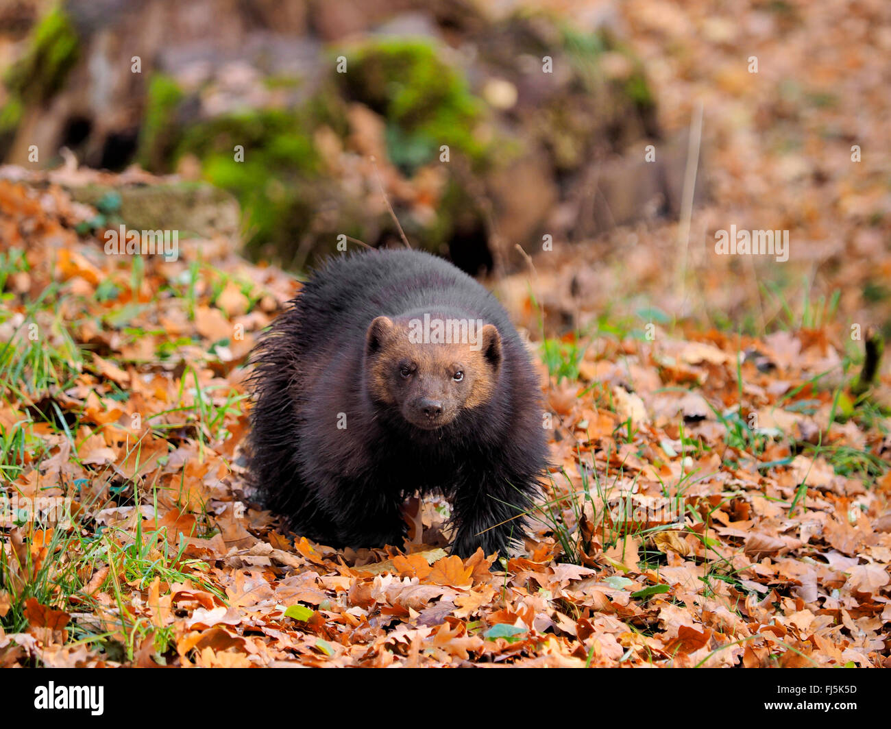 Wolverine (Gulo gulo), wolverine nel fogliame di autunno Foto Stock