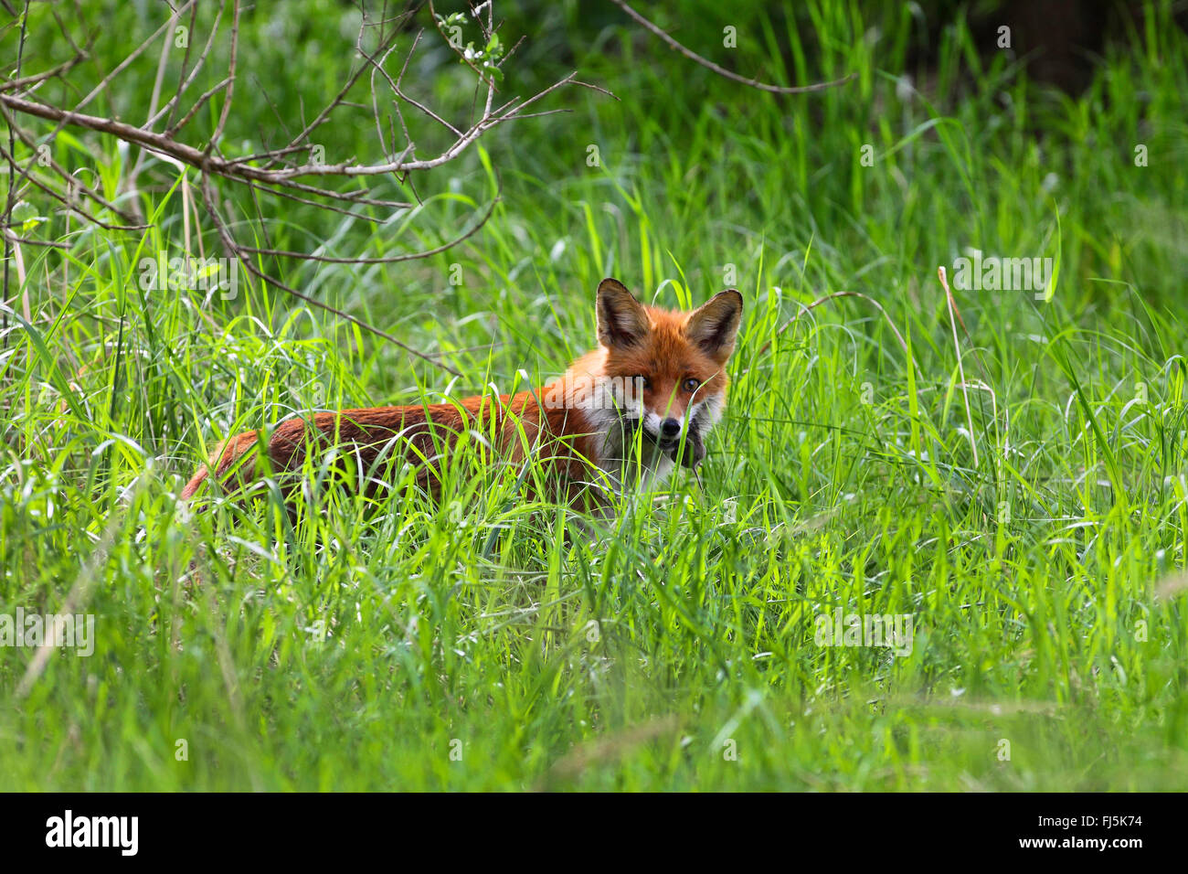 Red Fox (Vulpes vulpes vulpes), genitore con catturato mouse, Germania Foto Stock